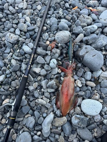 ケンサキイカの釣果
