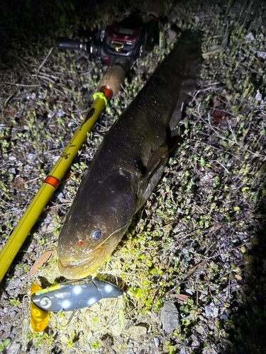 ナマズの釣果