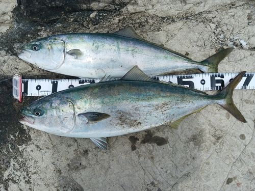 ヒラマサの釣果