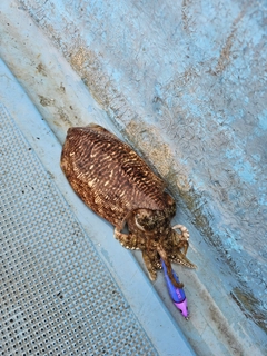 コウイカの釣果