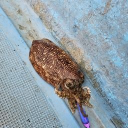 コウイカ