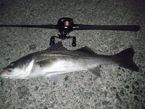 スズキの釣果