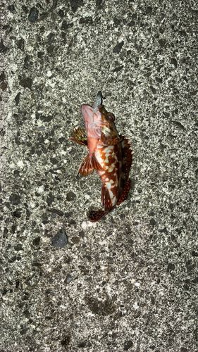 カサゴの釣果