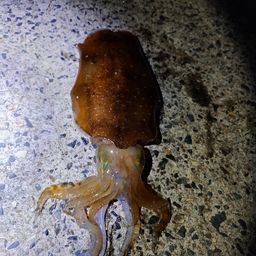 アオリイカ