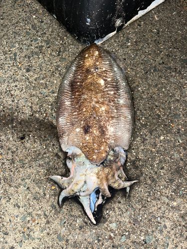 コウイカの釣果