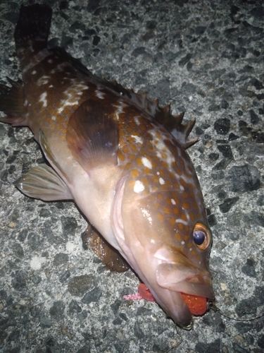 アコウの釣果