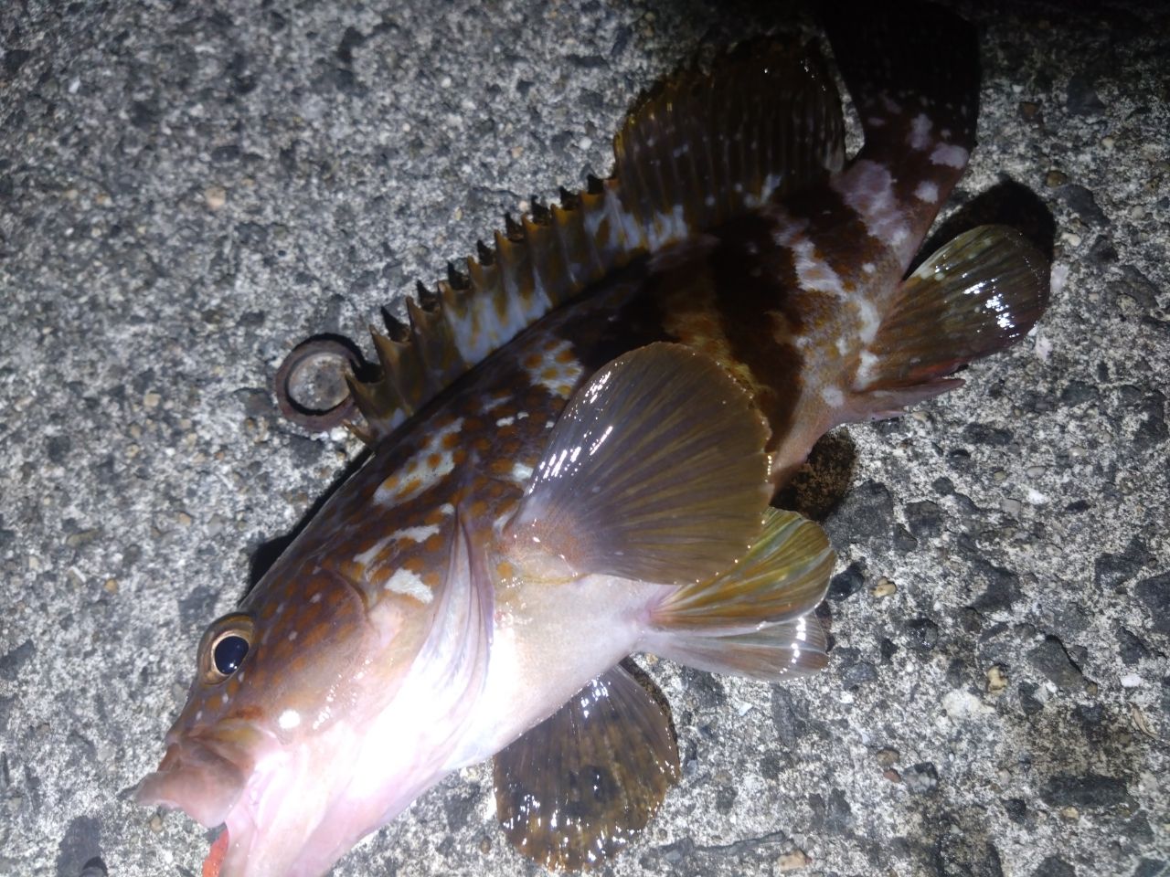 アコウ