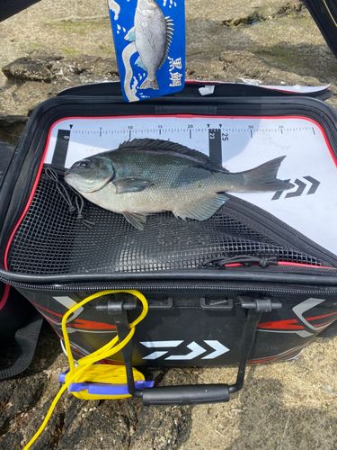 メジナの釣果