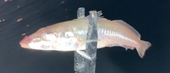 キスの釣果