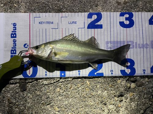 シーバスの釣果