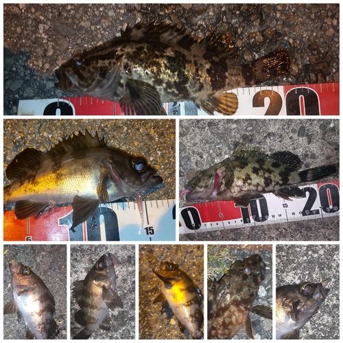 タケノコメバルの釣果