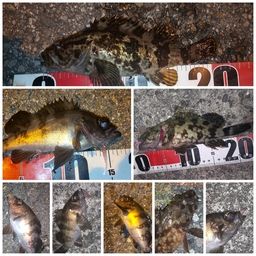 タケノコメバル