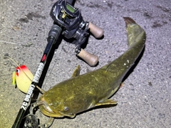 ナマズの釣果