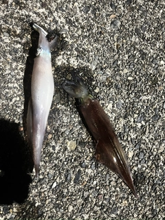 ヤリイカの釣果