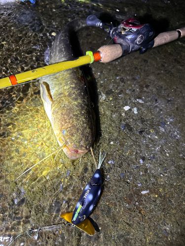 ナマズの釣果