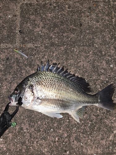 キビレの釣果