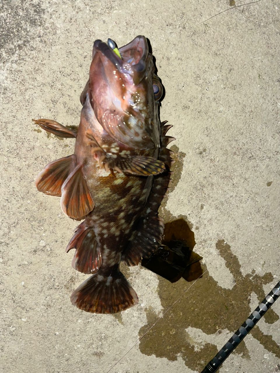 アジ