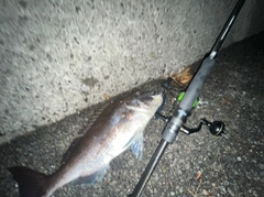 タイの釣果