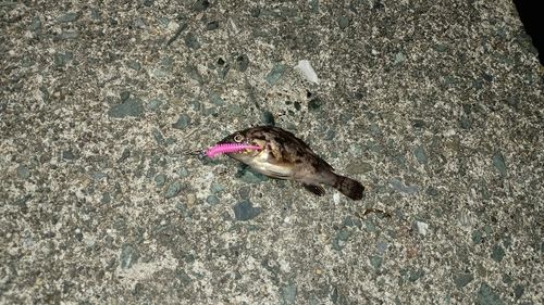 クロソイの釣果