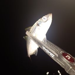 アジ