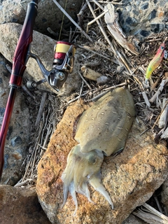 コウイカの釣果
