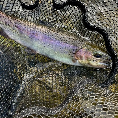 ニジマスの釣果