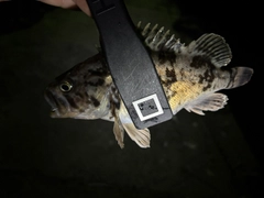 ウミタナゴの釣果