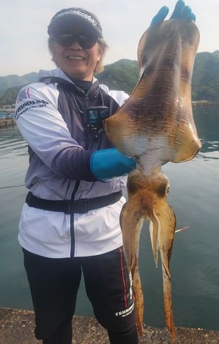 アオリイカ