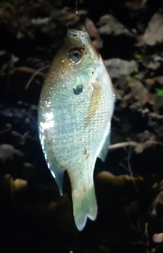 ブルーギルの釣果