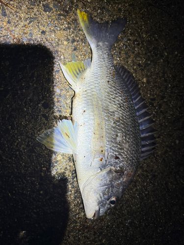 キビレの釣果