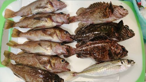 ムラソイの釣果