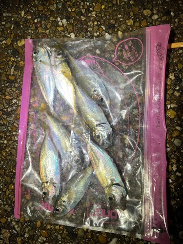 アジの釣果