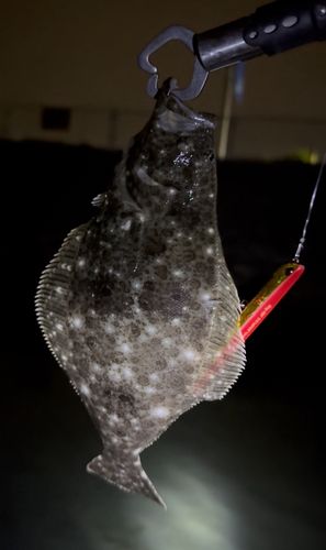 ヒラメの釣果