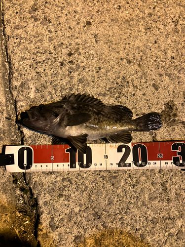 クロソイの釣果