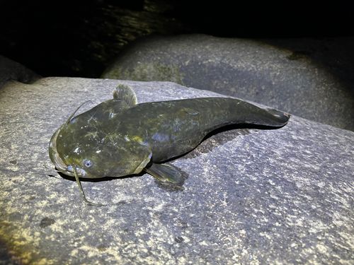 ナマズの釣果