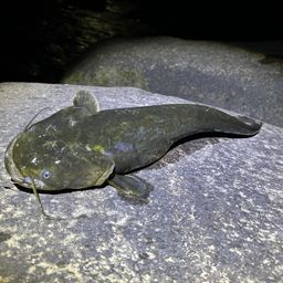 ナマズ