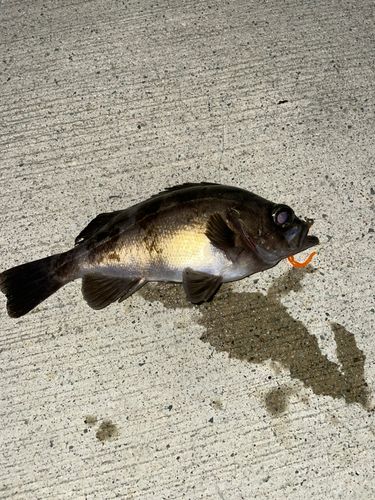 メバルの釣果