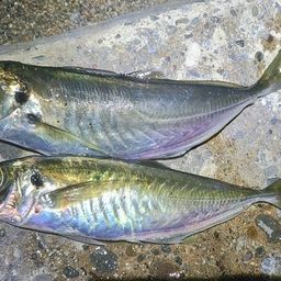 アジ