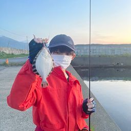 カワガレイ
