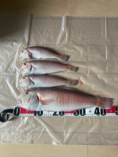シロアマダイの釣果