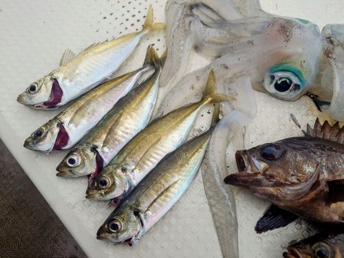 アジの釣果