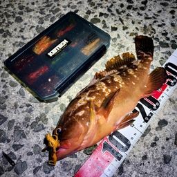 アコウ
