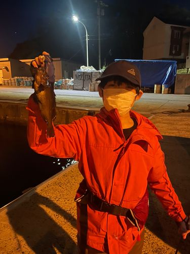 エゾメバルの釣果