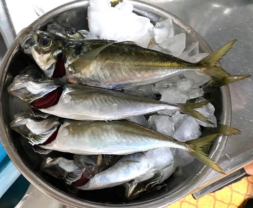 アジの釣果