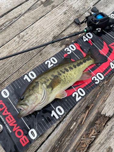 ラージマウスバスの釣果