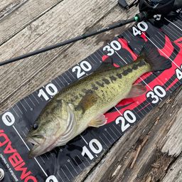 ラージマウスバス