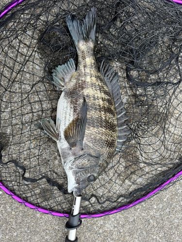 チヌの釣果