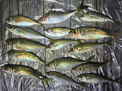 アジの釣果