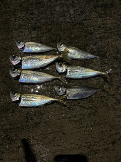 アジの釣果