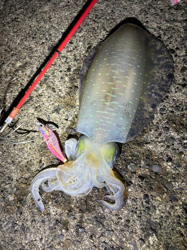アオリイカの釣果